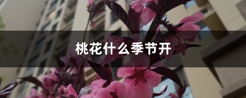 桃花什么季節(jié)開，桃花像什么