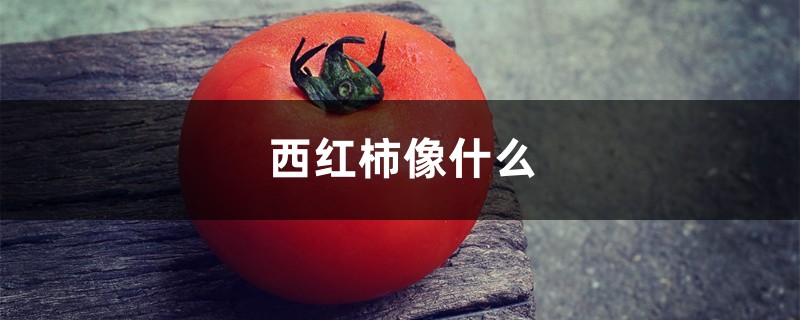 西红柿像什么，西红柿有什么营养