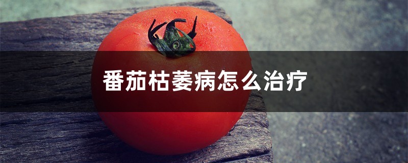 番茄枯萎病怎么治疗