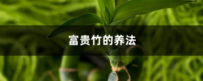 富贵竹的养法，水养富贵竹的方法