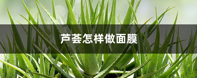 蘆薈怎樣做面膜，蘆薈能祛斑嗎