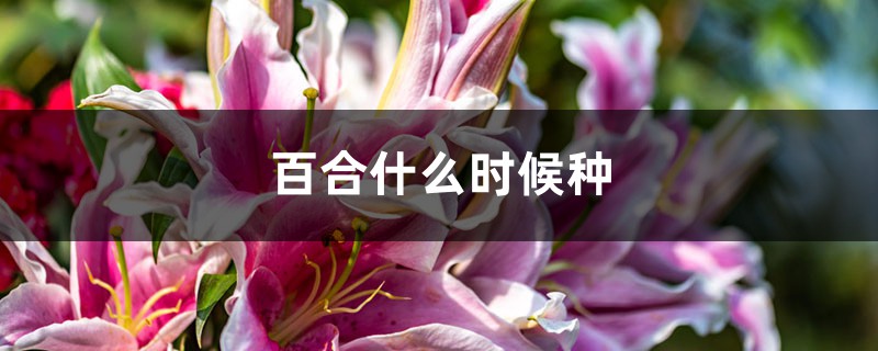 百合什么時候種，怎樣栽種