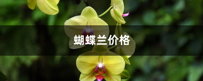 蝴蝶蘭價(jià)格，蝴蝶蘭圖片