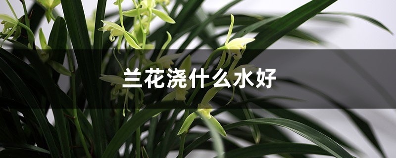 蘭花澆什么水好