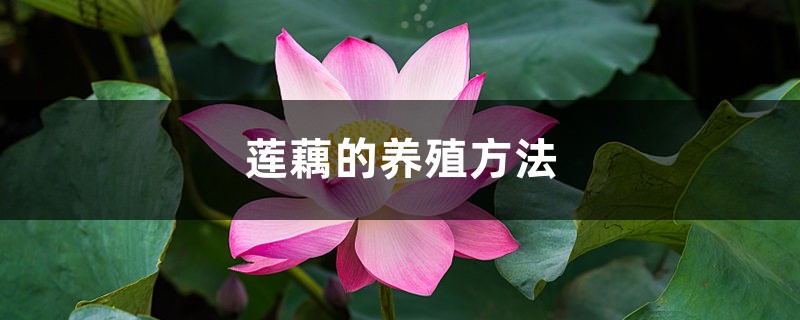 蓮藕的養(yǎng)殖方法