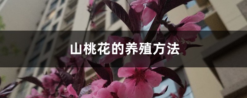 山桃花的养殖方法