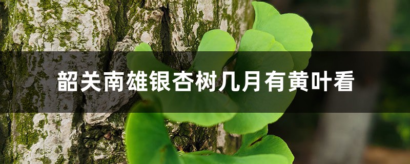 韶關(guān)南雄銀杏幾月份看最好，幾月有黃葉看