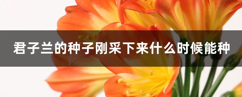 君子蘭的種子剛采下來什么時(shí)候能種