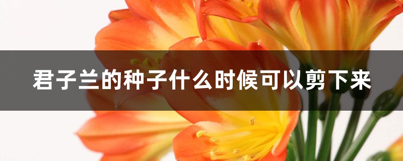 君子蘭的種子什么時(shí)候可以剪下來(lái)