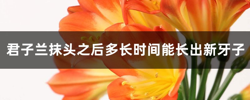 君子蘭抹頭之后多長(zhǎng)時(shí)間能長(zhǎng)出新芽子