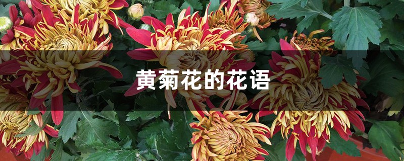 黄菊花的花语，各种颜色菊花的花语