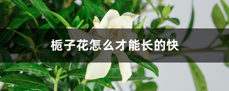 梔子花什么時(shí)候生長(zhǎng)快，怎么才能長(zhǎng)的快