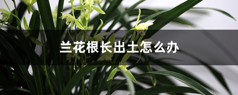 蘭花根長(zhǎng)出土怎么辦，只剩下根怎么辦