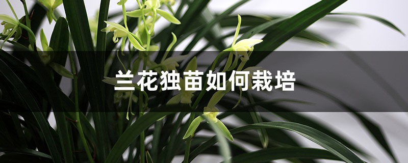 蘭花獨(dú)苗為什么不好活，如何栽培能活