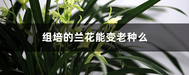 組培的蘭花能變老種么，組培蘭花的優(yōu)點(diǎn)和缺點(diǎn)介紹