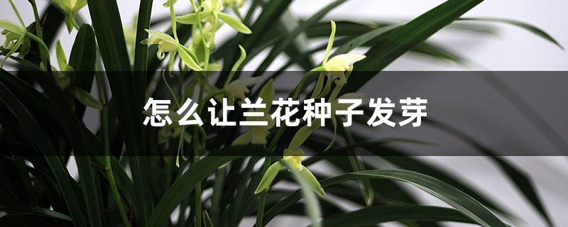 蘭花怎樣授粉，怎么讓蘭花種子發(fā)芽