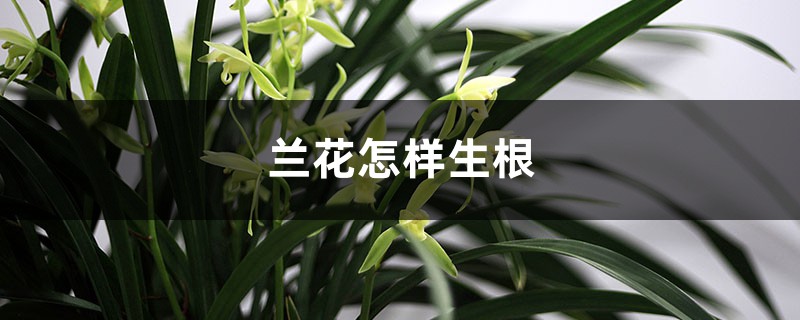 蘭花怎樣生根（長根條件介紹）