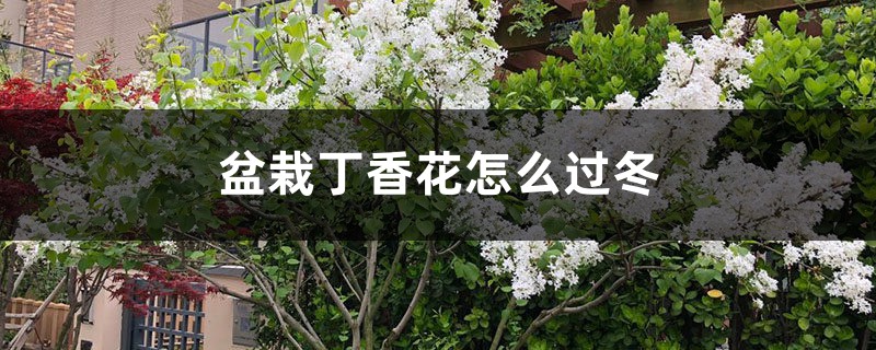 盆栽丁香花怎么過冬，冬天丁香花的葉子會掉光嗎