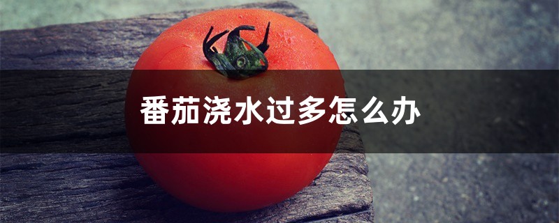 番茄浇水过多怎么办，浇水过多的症状