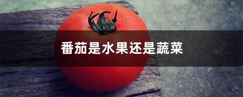 番茄是水果还是蔬菜，是凉性的还是热性的