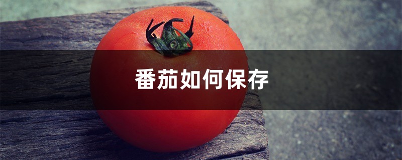 番茄如何保存，新鲜番茄如何保存