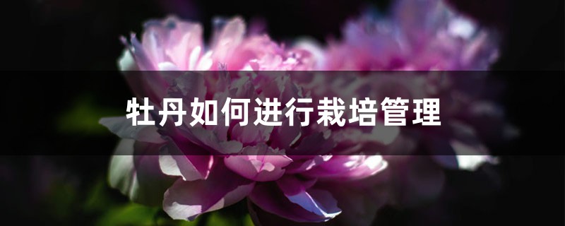 牡丹如何進(jìn)行栽培管理，牡丹栽培與管理