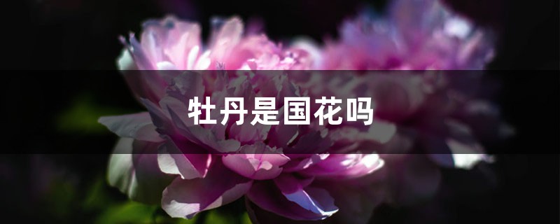 牡丹是國(guó)花嗎，是哪個(gè)市的市花