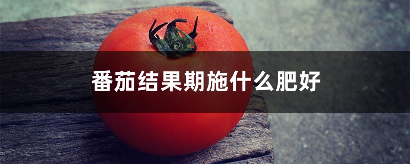 番茄结果期施什么肥好，如何施肥
