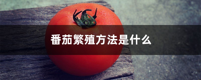 番茄繁殖方法是什么，是用什么繁殖的
