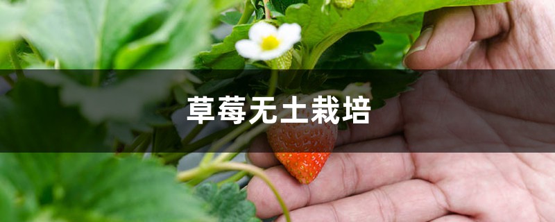 草莓无土栽培方法