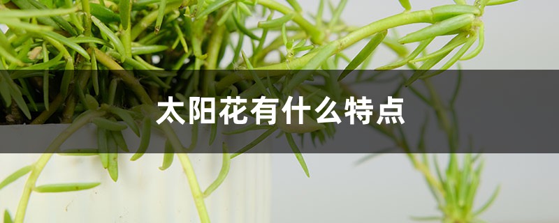 太陽(yáng)花有什么特點(diǎn)，太陽(yáng)花有什么顏色