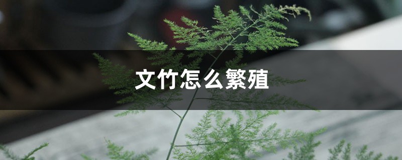 文竹怎么繁殖，文竹的图片