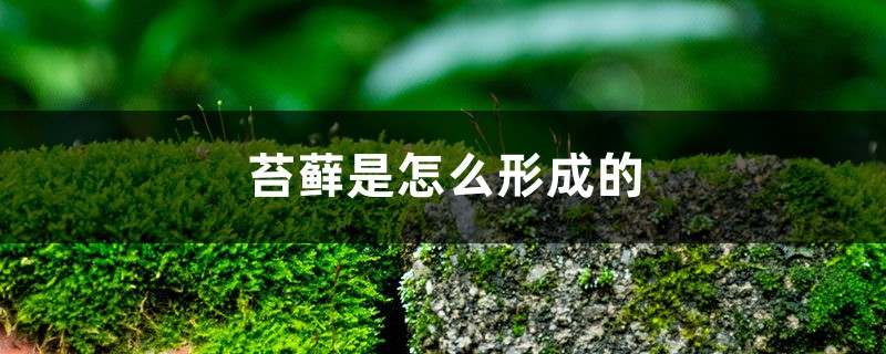 苔蘚是怎么形成的，怎么讓花盆里長苔蘚