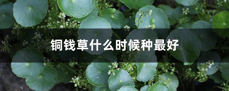 銅錢草什么時候種最好，銅錢草咋種