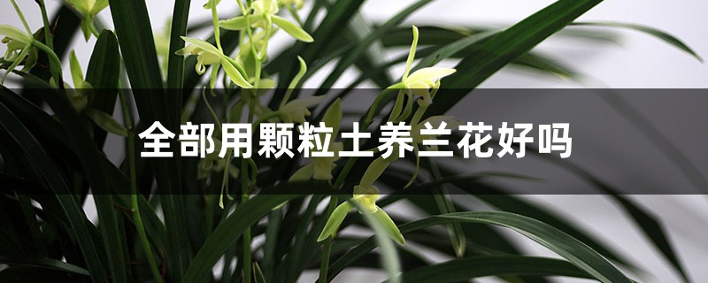 全部用顆粒土養(yǎng)蘭花好嗎，泥炭土可以種蘭花嗎