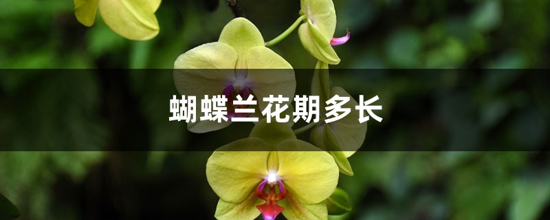 蝴蝶兰花期多长，蝴蝶兰花期养护