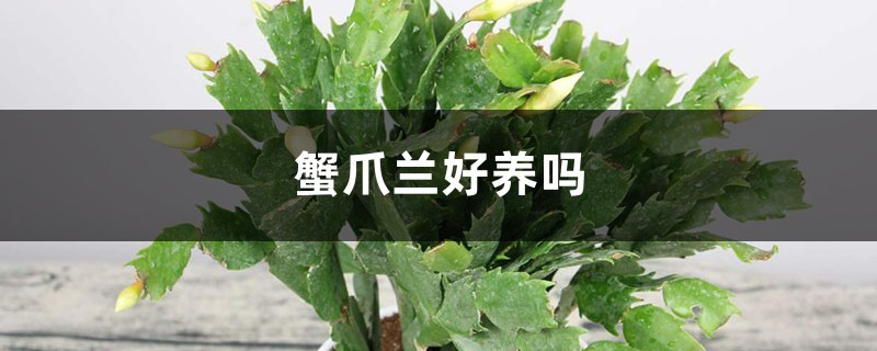 蟹爪蘭好養(yǎng)嗎，蟹爪蘭圖片