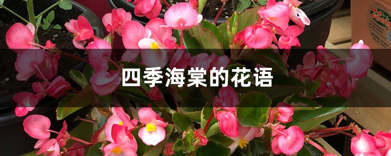 四季海棠的花语和寓意，有什么传说故事