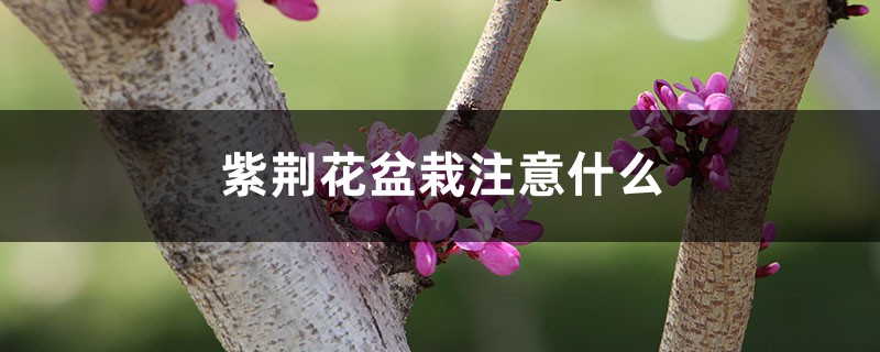 紫荆花盆栽注意什么，需要修剪吗