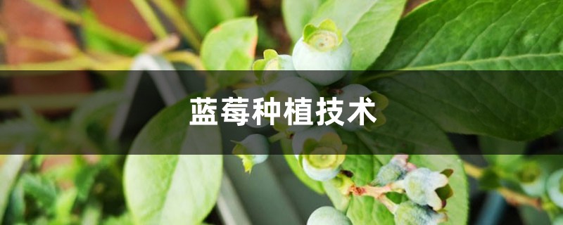 藍(lán)莓種植技術(shù)，種植氣候要求