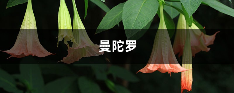 彼岸花、曼珠沙華、曼陀羅之間是什么關(guān)系