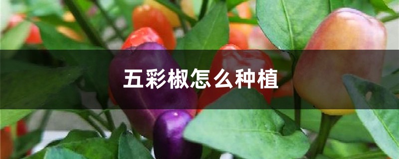 五彩椒怎么种植