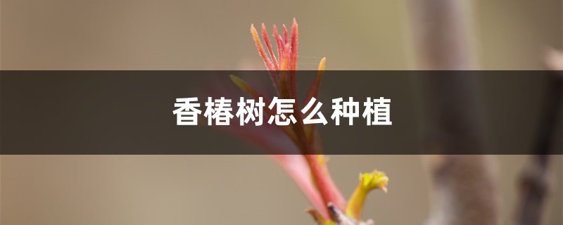 香椿树怎么种植