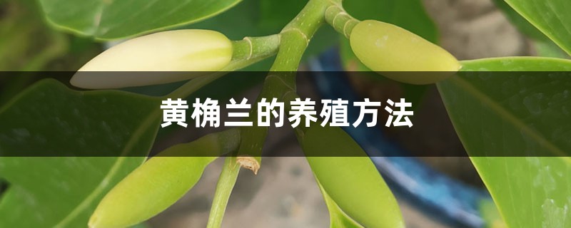 黄桷兰的养殖方法