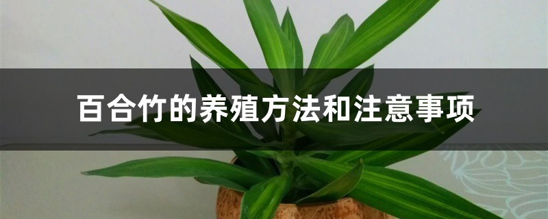 百合竹的养殖方法和注意事项