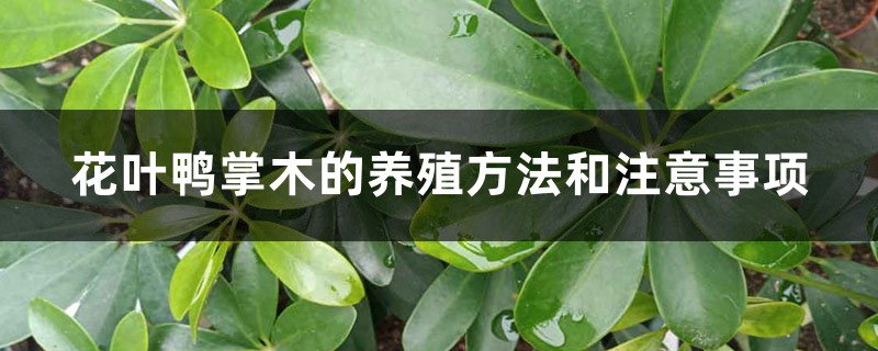 花葉鴨掌木的養(yǎng)殖方法和注意事項(xiàng)