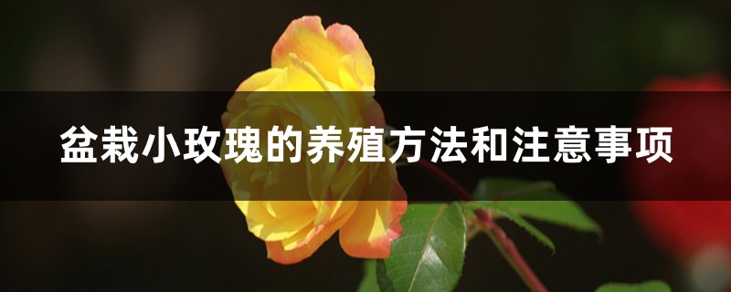 盆栽小玫瑰的養(yǎng)殖方法和注意事項(xiàng)