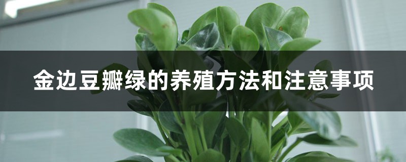 金边豆瓣绿的养殖方法和注意事项