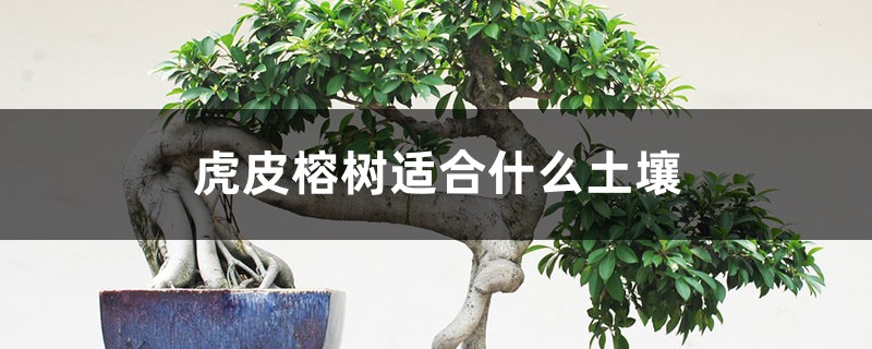 虎皮榕樹(shù)適合什么土壤