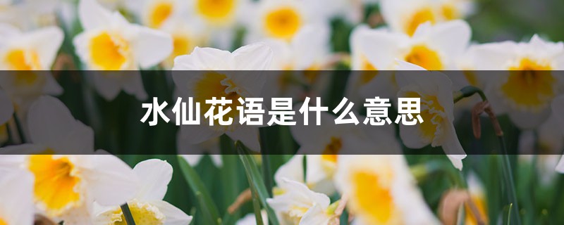 水仙花语是什么意思